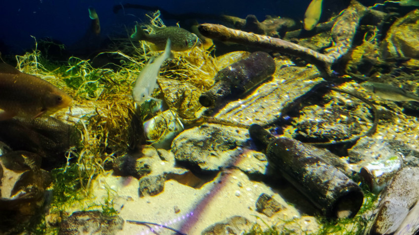 Рыбы среди мусора и стеклянных бутылок на дне аквариума