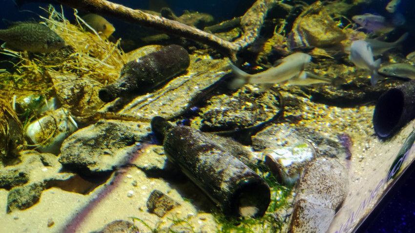 Рыбы возле крупных стеклянных бутылок и коряг