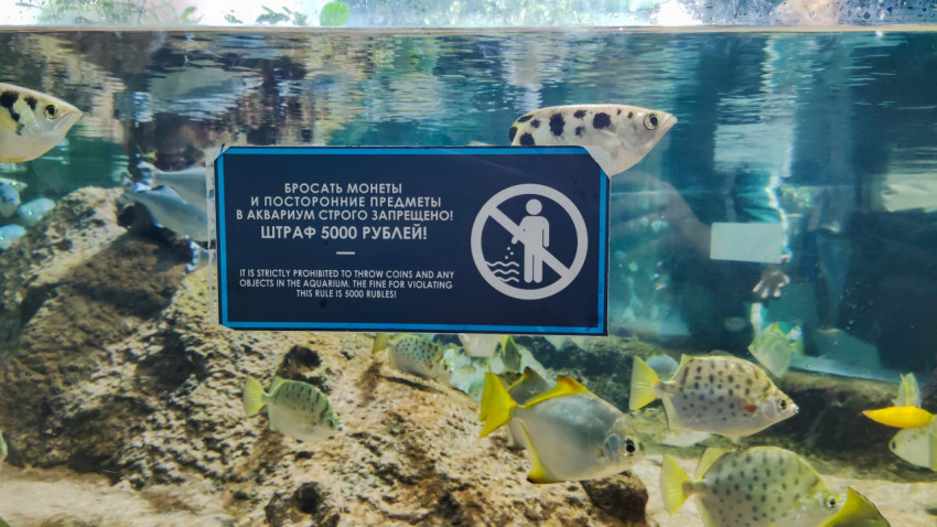 Предупредительная табличка на стекле аквариума с рыбами