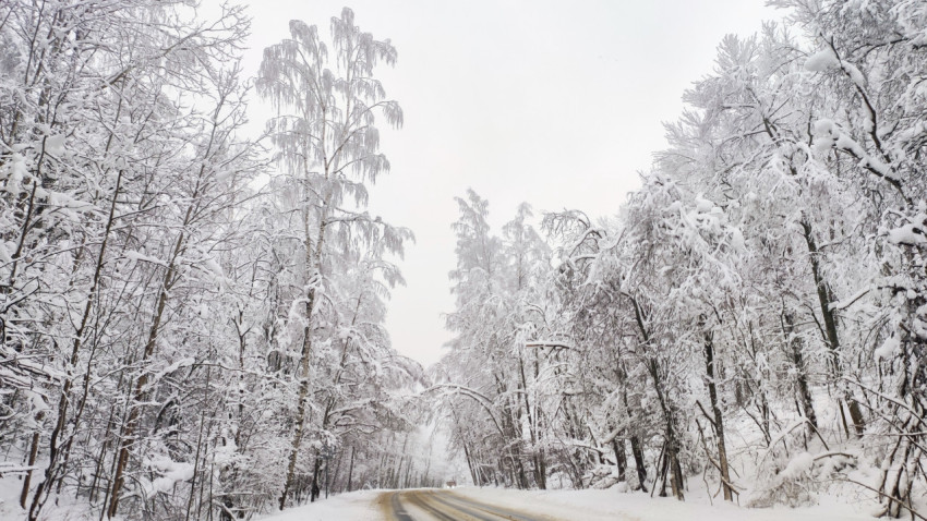 Зимняя дорога среди заснеженных лиственных и хвойных деревьев