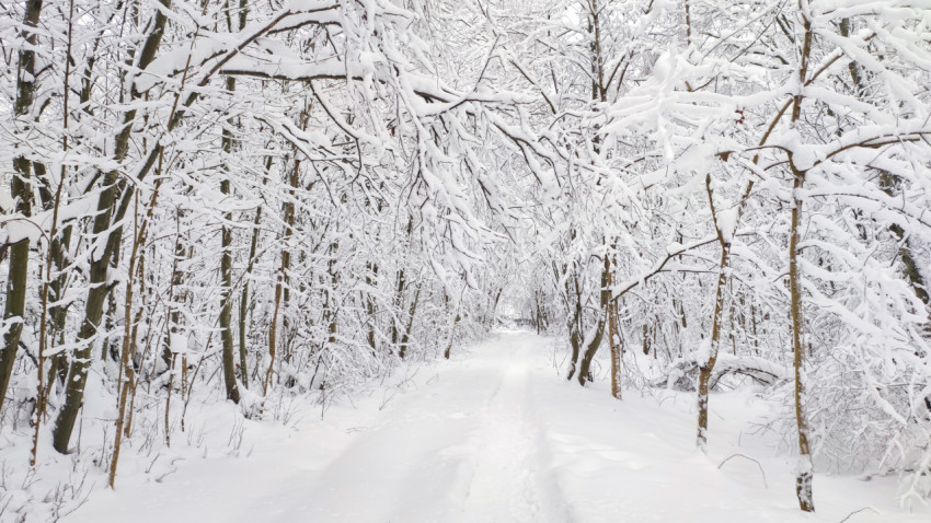 Зимняя лесная тропа под снежным сводом ветвей