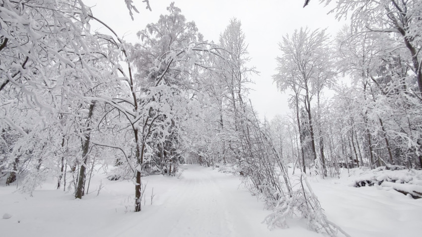 Лесная дорога в снегу под наклонёнными ветвями деревьев