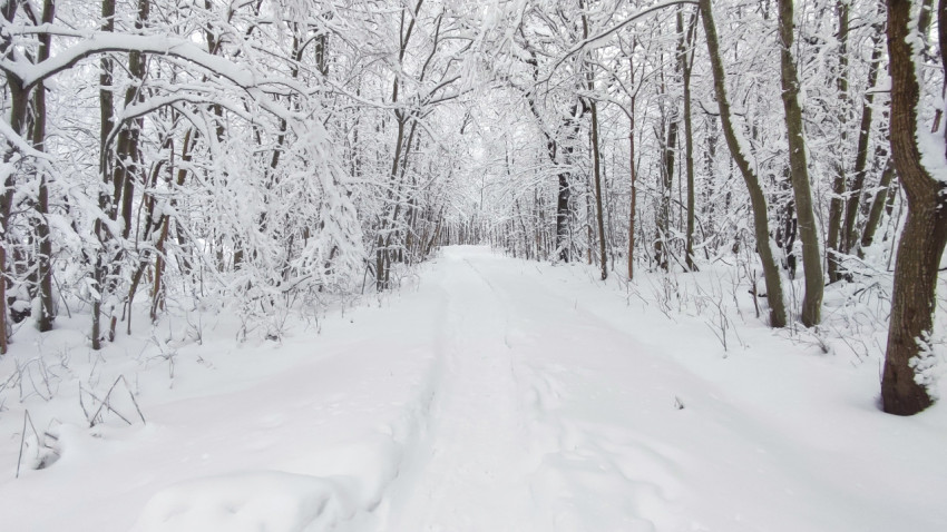 Утоптанная снежная тропа в лесу зимой