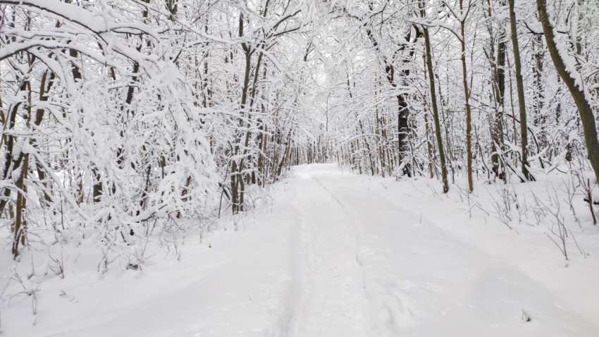 Лесная дорога среди заснеженных деревьев