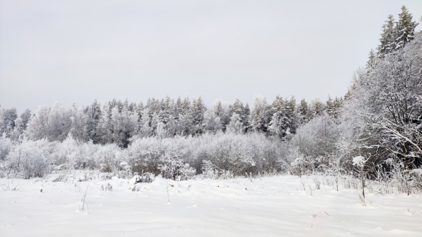 Зимний лесной массив под снегом