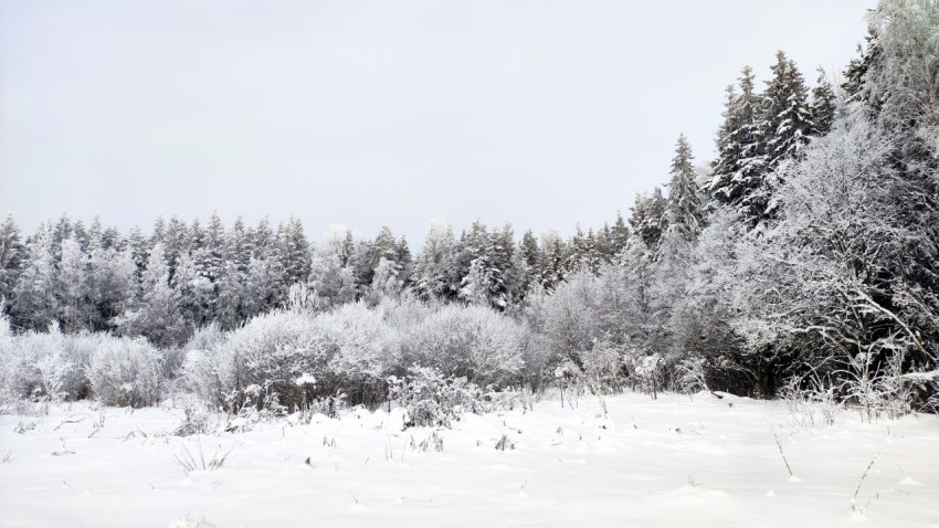 Снежная кромка леса на опушке в зимний период