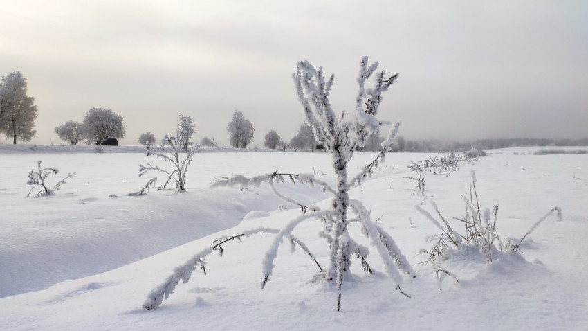 Замёрзшие растения на поле с дорогой вдали