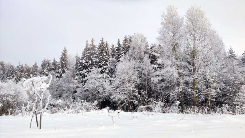 Смешанный лес на опушке в зимний период