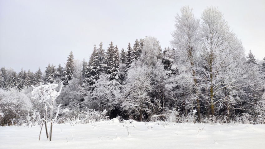 Хвойные кроны и замёрзшие деревья на границе леса