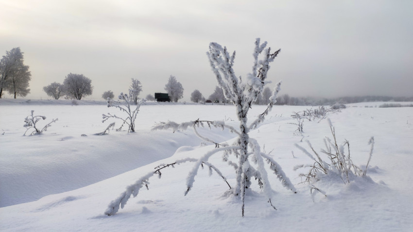 Поле с заснеженными зарослями и автомобилями на удалённой дороге