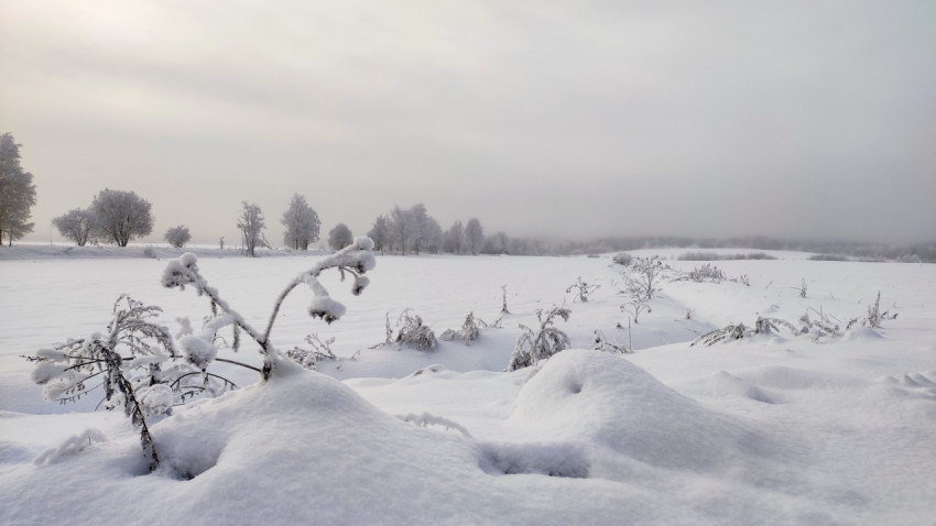 Снежное поле с замёрзшими растениями и деревьями на горизонте
