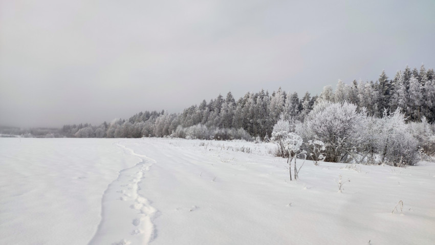 Следы на снегу у границы лесного массива