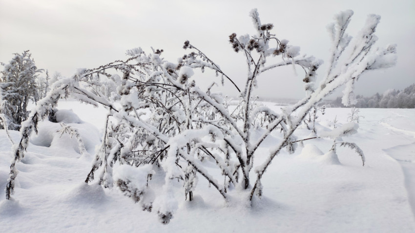Кустарники под снегом на заснеженном поле