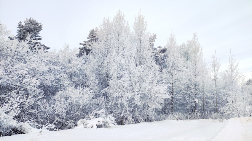 Зимний лесной массив вблизи железнодорожной линии