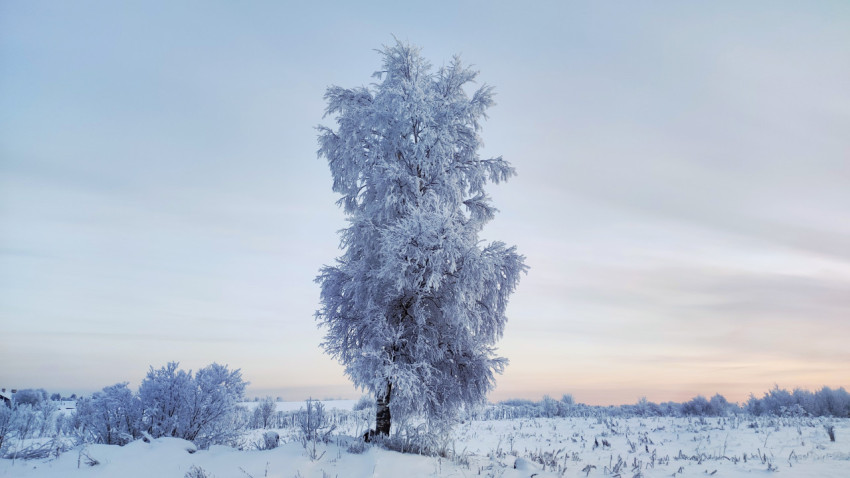Одинокое дерево на заснеженном поле при зимнем закате