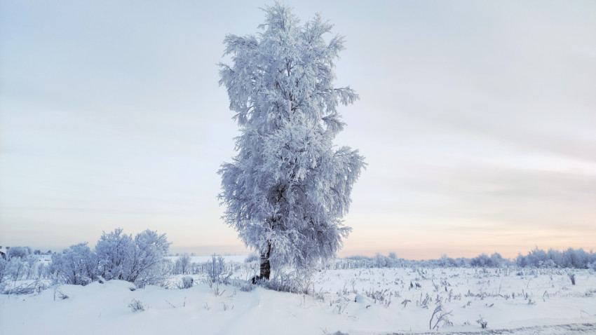 Зимнее дерево на заснеженной равнине