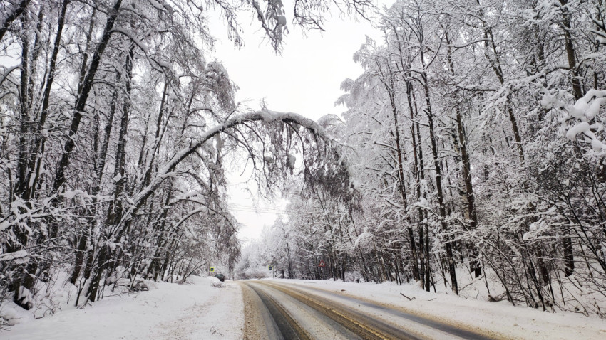 Изогнутая снежная крона над дорогой в зимнем лесу