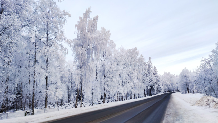 Асфальтированная трасса вдоль зимнего леса