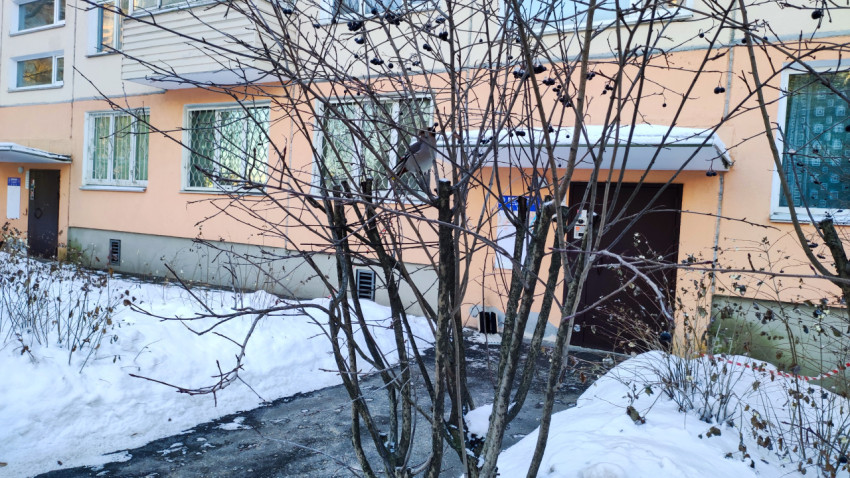 Птица на ветвях у подъезда