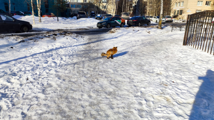 Городская лиса на пешеходной тропинке возле припаркованных машин