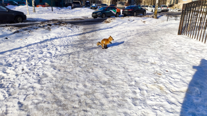 Лиса на заснеженной дорожке во дворе жилого квартала