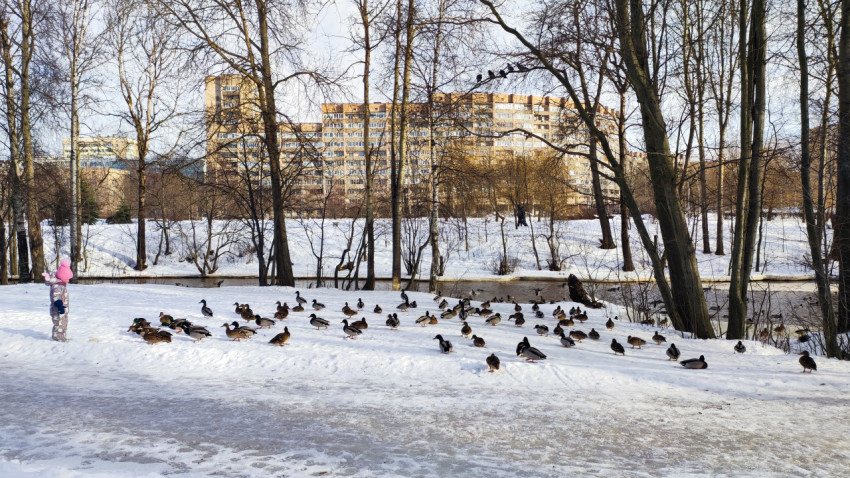 Утки у водоёма на фоне жилых домов зимой