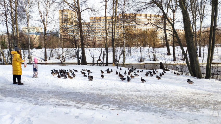 Семья с ребёнком и утками на заснеженной полянe