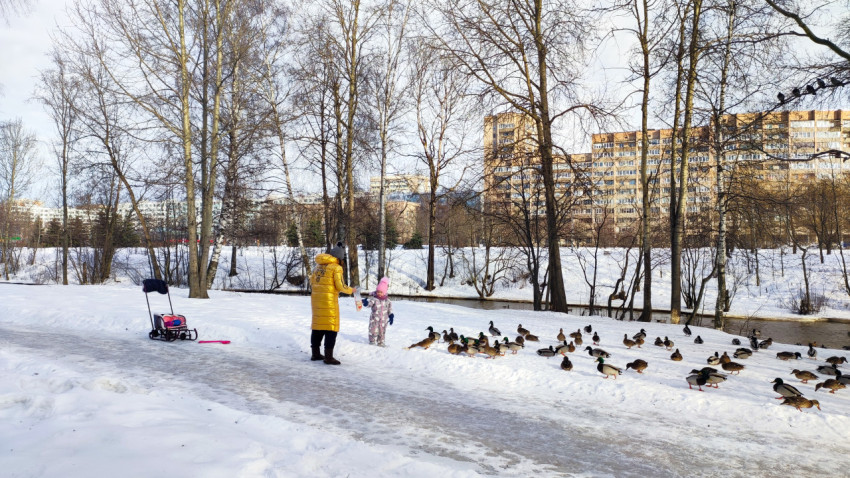 Кормление уток зимой в городском парке