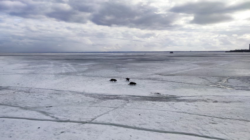 Кошки на льду Финского залива у берегов Кронштадта