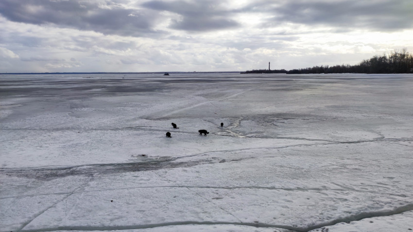 Кошки на талом льду замерзшего залива