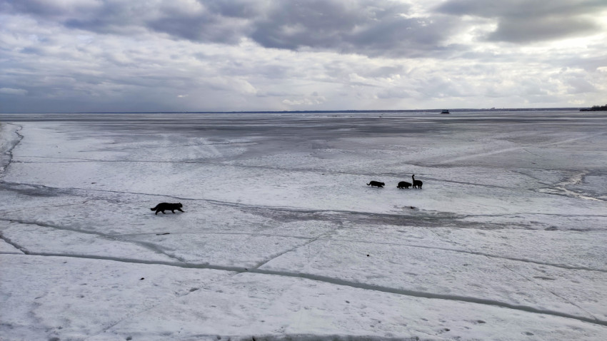 Четыре кошки идут по замёрзшему Финскому заливу