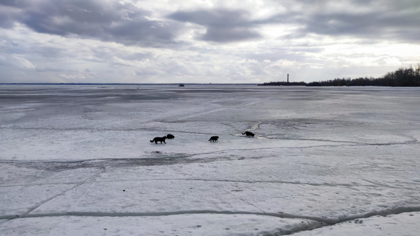 Кошки на замерзшем водоеме под пасмурным небом
