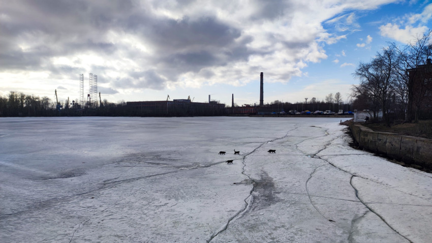 Группа кошек на льду у берега промышленного района