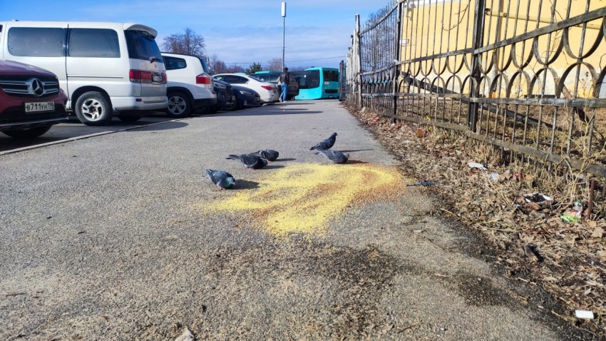 Голуби клюют зерно у парковки