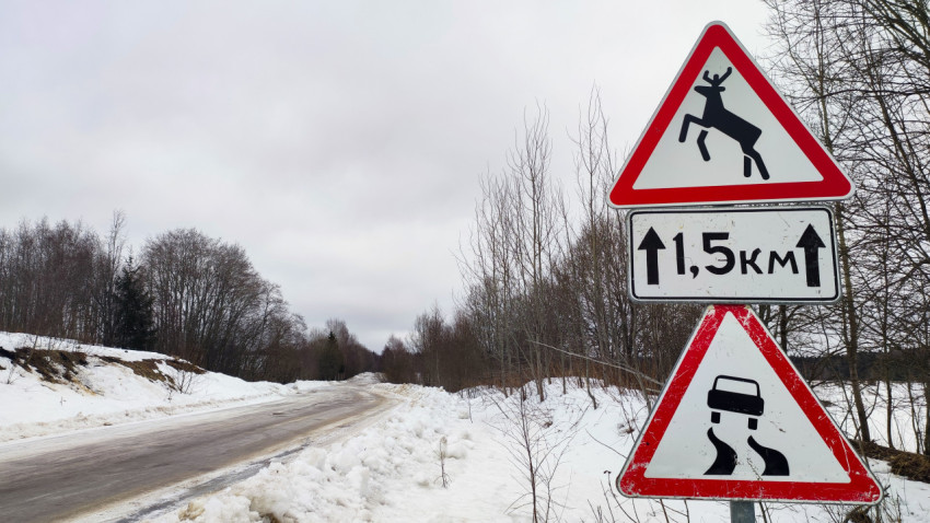 Комбинация дорожных знаков «Дикие животные» и «Скользкая дорога» на лесной дороге
