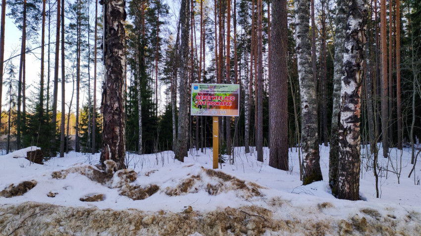 Табличка «Берегите лес от пожара» в зимнем лесу Ленинградской области