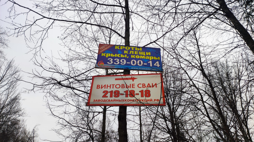 Рекламные щиты на дереве у зимней дороги