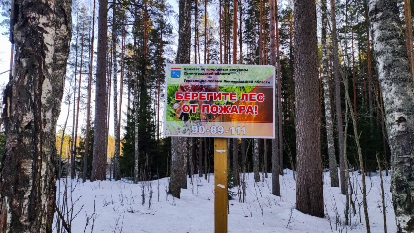 Информационный знак «Берегите лес от пожара» среди берез и сосен