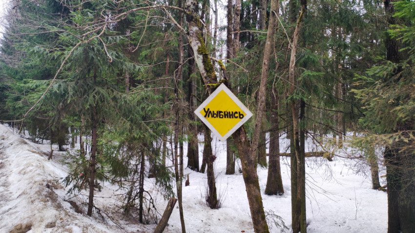 Знак «Улыбнись» на дереве в зимнем хвойном лесу