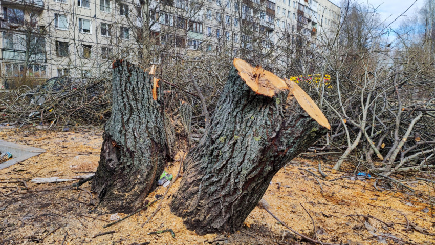 Спиленное дерево и опилки во дворе жилого квартала