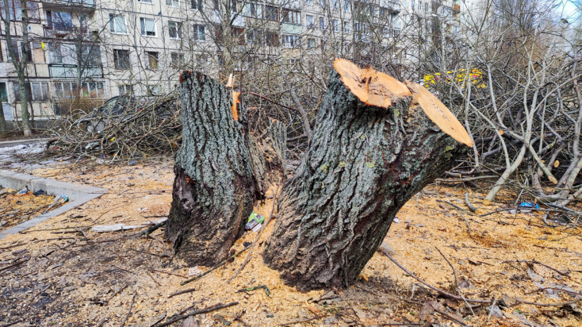 Остатки спиленного дерева рядом с жилыми домами