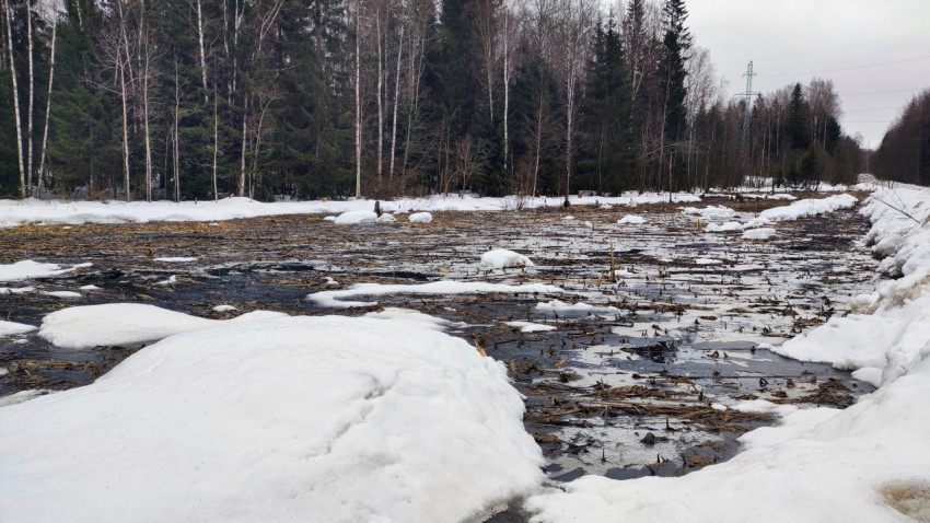 Весенняя талая вода на опушке хвойного леса