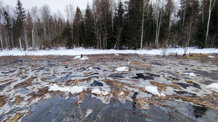 Талое болото у опушки хвойного леса
