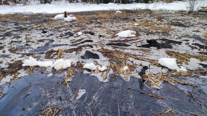 Замерзшие талые воды с растительными остатками в лесу