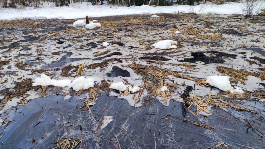 Весенний лёд и талая вода на кромке леса
