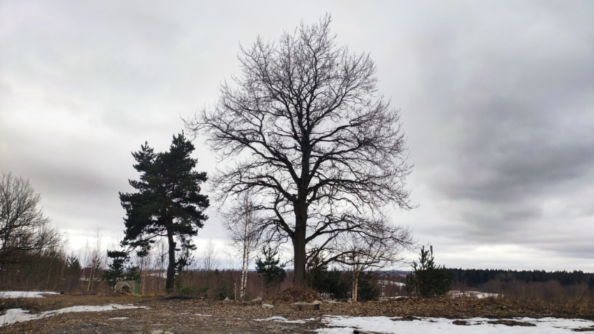 Лиственное дерево без листвы на фоне пасмурного неба