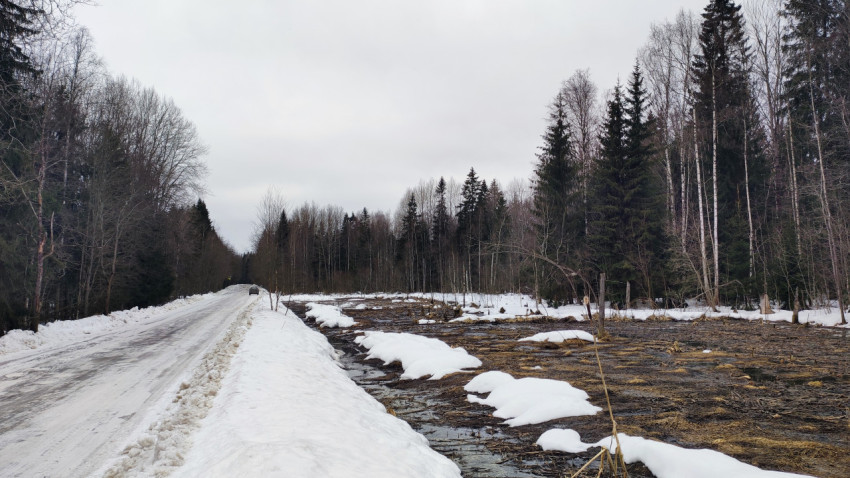 Загородная зимняя дорога вдоль лесного болота