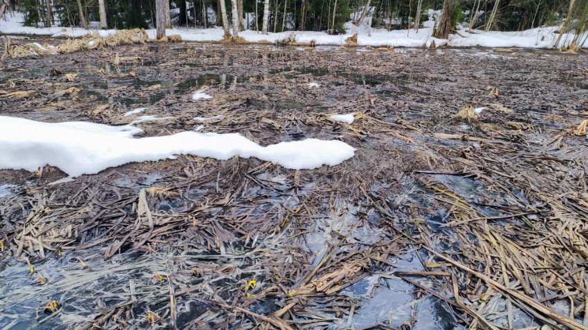 Подтаявшее болото с ледяной поверхностью и травяным покровом