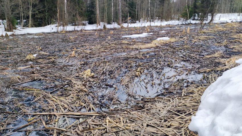 Весеннее болото с остатками сухой растительности