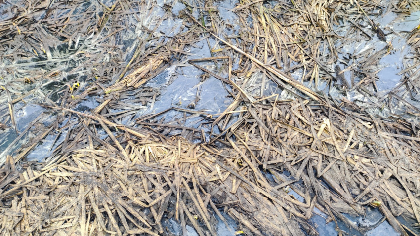 Подтаявшее болото в смешанном лесу в конце зимы